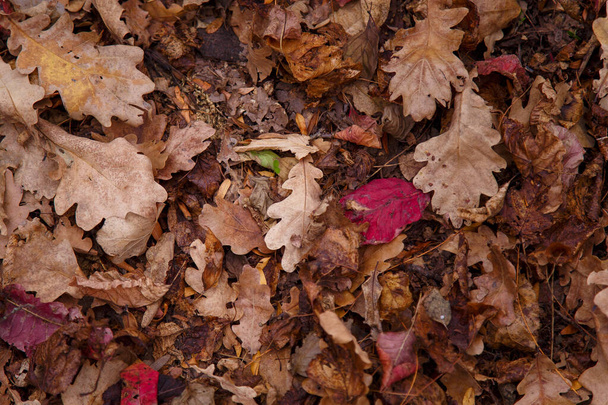 Autumn oak tree leaves cover on the ground - Fotoğraf, Görsel