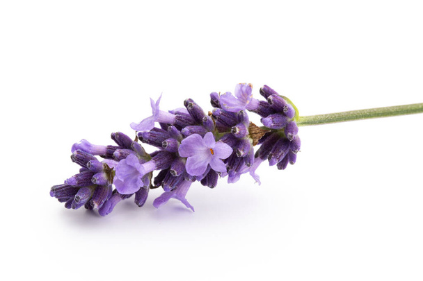Lavender flowers bunch tied isolated on white background. - Fotografie, Obrázek