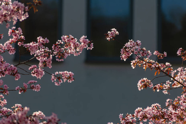 almond blossom in the city of south germany at eastern season - Photo, Image