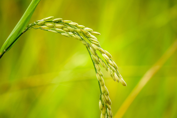close up de arroz paddy - Foto, Imagem