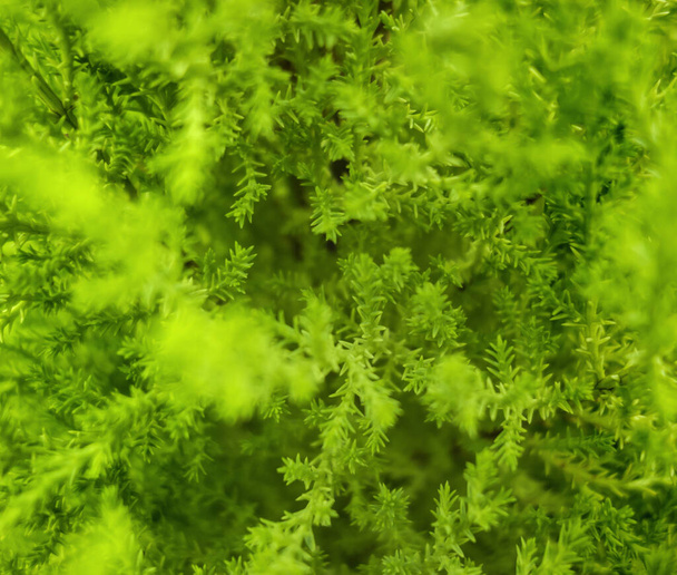 makro snímek plného rámečku zelené vegetace pozadí - Fotografie, Obrázek