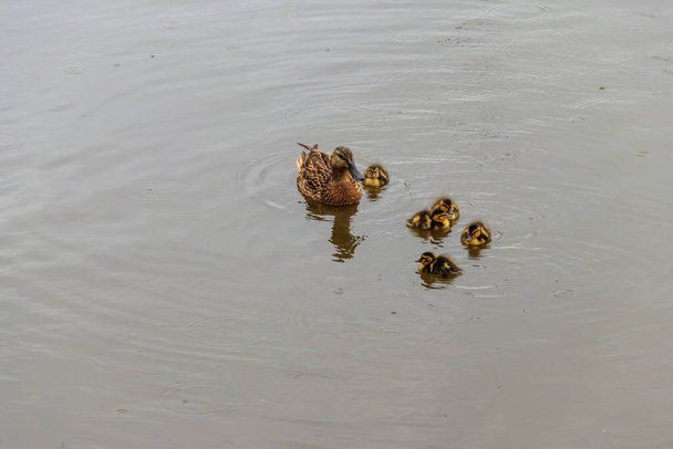 Дикая утка с маленькими утятами плавает в озере - Фото, изображение