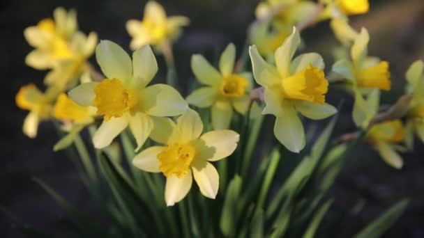 Piękny żółty narcyz kwiat ze świeżymi zielonymi liśćmi w jasnym świetle z ciemnym tle wiosna ogród wideo - Materiał filmowy, wideo