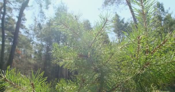 Iglaste gałęzie drzew na słońcu. Zbliżenie - Materiał filmowy, wideo