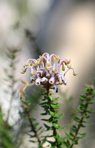 オーストラリア生まれのグリビリア・ブキシフォリア（Grevila buxifolia）は、オーストラリアのニューサウスウェールズ州のロイヤル・ナショナル・パークにあるテンプション・クリーク（Temptions Creek）にある。フィールドの浅い深さ。一般的にグレースパイダーフラワーまたはボックスリーフグリービリアとして知られています. - 写真・画像