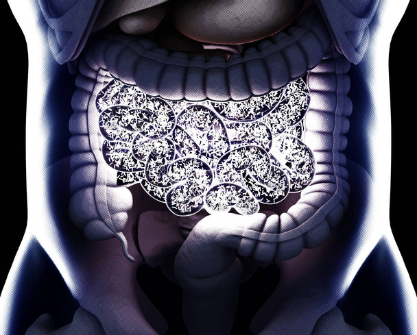 Intestinos dentro del cuerpo que muestran bacterias intestinales en el intestino delgado. Ilustración 3D
. - Foto, Imagen