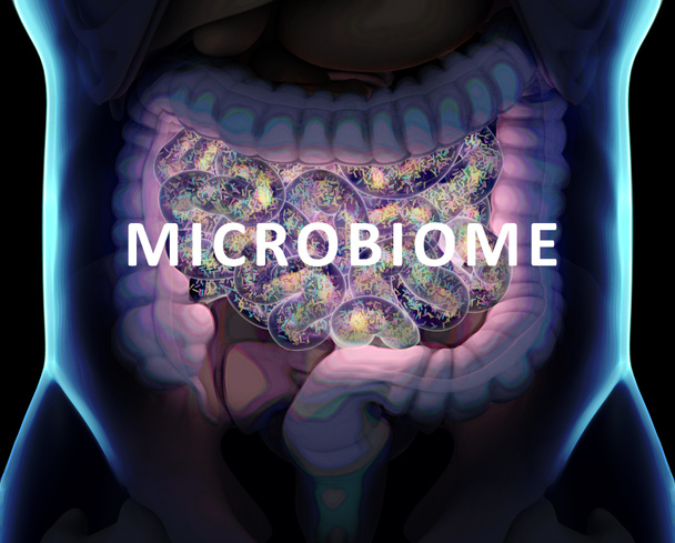 Intestines inside body showing gut bacteria in the small intestine. 3D illustration. - Photo, Image