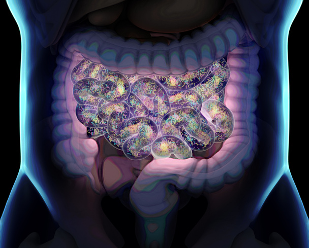 Кишечник всередині тіла, що показує кишкові бактерії в тонкому кишечнику. 3D ілюстрація
. - Фото, зображення
