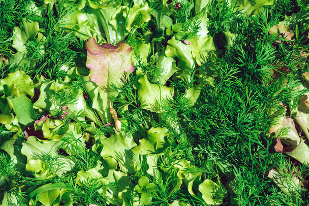 Листья укропа, зеленый салат, шпинат, петрушка, листья свеклы
 - Фото, изображение