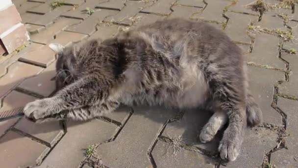 Um gato gordo bonito com pêlo cinza está deitado no chão e brincando com um pente. Olhos amarelos grandes, bigodes grosseiros e movimentos lentos do animal. Cuidar da vida selvagem para o dia dos animais
 - Filmagem, Vídeo