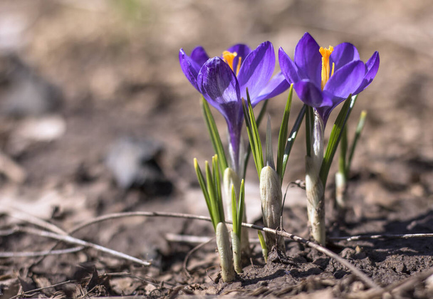violetti Crocus kukkia kirkas kevät aurinko, ensimmäiset kukat lumen jälkeen sulaa
. - Valokuva, kuva