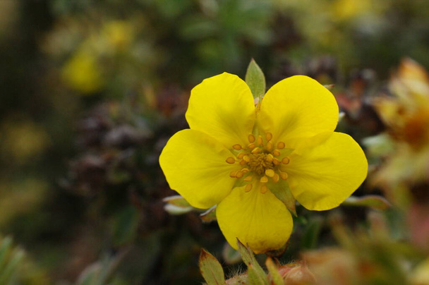 arbusto giallo singolo fiore potentilla cinque petali
 - Foto, immagini