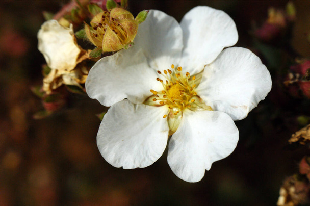 bílá jediná potentilla květina keř pět okvětních lístků - Fotografie, Obrázek