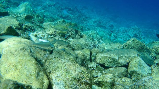Flathead grey mullet (Mugil cephalus) and marbled spinefoot, rivulated rabbitfish or surf parrotfish (Siganus rivulatus), Aegean Sea, Greece, Hydra - Photo, Image