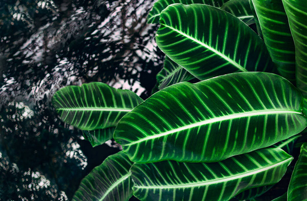 Green plants grow in a rainforest on a background of water. - Φωτογραφία, εικόνα