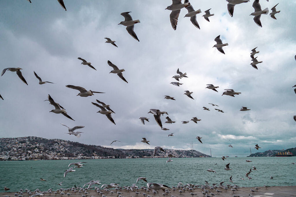 Skupina divokých racků, kteří létají proti modré obloze. Panoramatický výhled na známé turistické místo Tarabya s racky na přední straně, Istanbul, Turecko - Fotografie, Obrázek