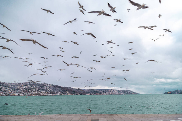 Sitting and flying group or flock of seagulls on a pier near the water on a Sunny day. Seagulls preen their feathers group. Light waves on the water. stanbul Tarabya - Фото, изображение