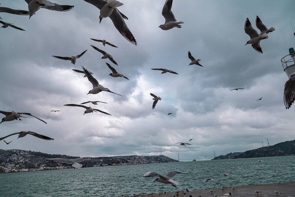 Group of wild seagulls, which flying against blue sky. Panoramic view of Famous tourist place Tarabya with seagulls on the front, Istanbul, Turkey - Photo, image