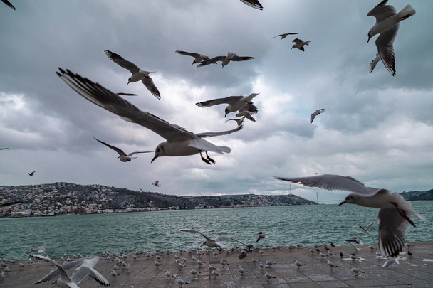 Group of wild seagulls, which flying against blue sky. Panoramic view of Famous tourist place Tarabya with seagulls on the front, Istanbul, Turkey - Fotó, kép