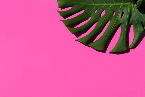 Pink background with a tropical leaf - Photo, Image
