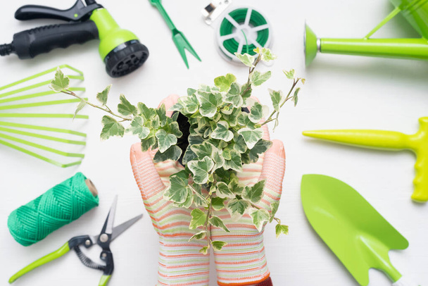 Gardener is holding in hands a plant in the flower pot on gardening tools background. - Foto, Imagen