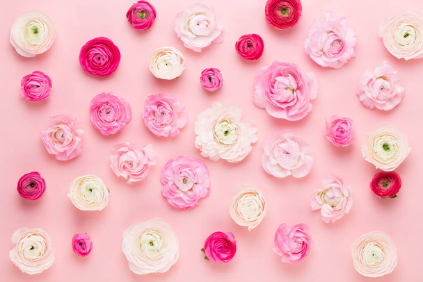 Beautiful colored ranunculus flowers on a pink  background. Spring greeting card. - Foto, immagini
