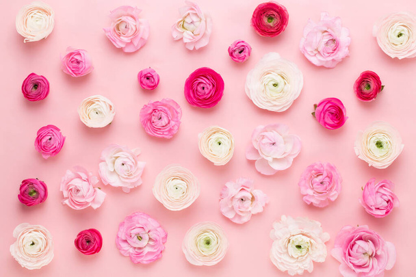 Beautiful colored ranunculus flowers on a pink  background. Spring greeting card. - Fotó, kép