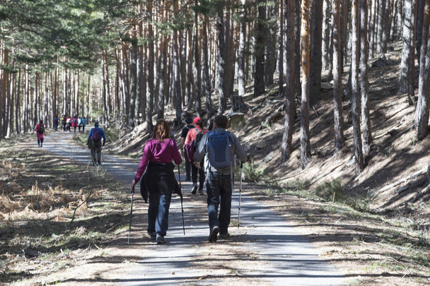 Rura senderismo a través del bosque de pinos de Valsain, Segovia, Castilla y León, España, Europa
 - Foto, imagen