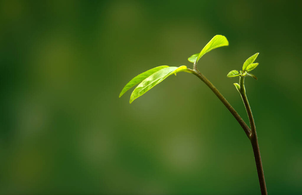 Φρεσκάδα νέα ζωή, φύλλα νεαρών φυτών που σπέρνονται στη φύση - Φωτογραφία, εικόνα