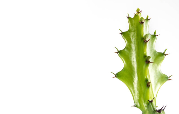 Frissesség zöld bimbó Euphorbia lactea, izolált zamatos növény fehér alapon - Fotó, kép