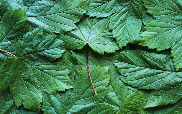 Photographie de feuilles d'érable pour des illustrations de fond et de nature
 - Photo, image