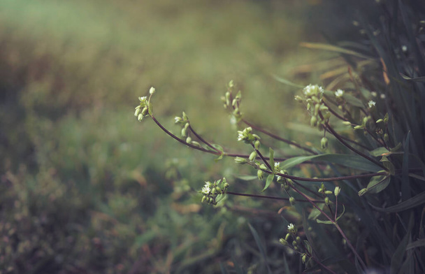 Tiny green leaves and white flowers of wildflowers in early spring. Tender spring Easter background - Photo, Image