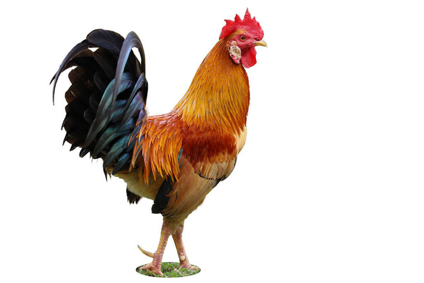 The thai fighting cock is beautiful animal pet on white background have path - Photo, Image