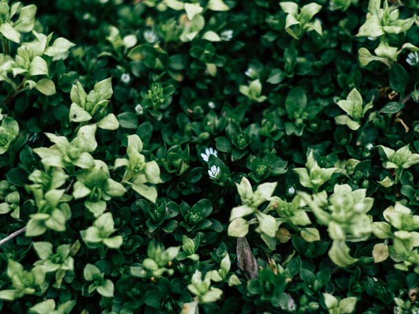Groene bladeren muur achtergrond lente groene planten op een frisse ochtend in het park - Foto, afbeelding