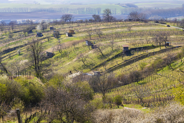 vignoble de printemps près de Mutenice, Moravie du Sud - Photo, image