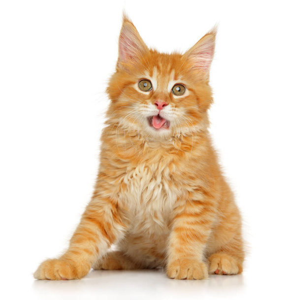 Cute ginger Maine-coon kitten looking at the camera sitting on a white background - Φωτογραφία, εικόνα