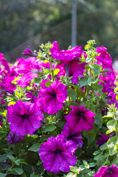 kolorowa petunia w parku, miękka ostrość - Zdjęcie, obraz