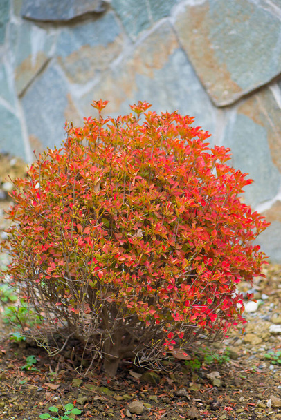 Geschlossener roter Baum im Herbst - Foto, Bild