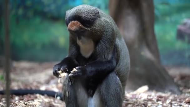 Brazza the monkey is sitting behind the glass in the enclosure and sorting through the sawdust in his hands - Záběry, video