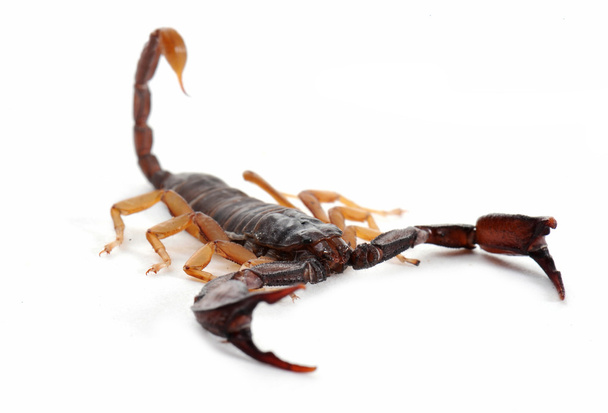 hnědá scorpion - Fotografie, Obrázek