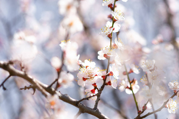 Kvetoucí meruňkové větve na jaře proti obloze pěkné - Fotografie, Obrázek
