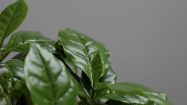 Macro delle foglie della pianta araba del caffè
 - Filmati, video