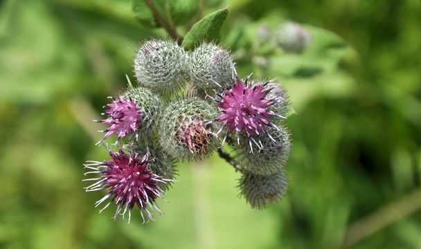 In the wildlife bloom burdock. The plant is used in medicine, nutrition and as a honey plant for beekeeping - Photo, Image