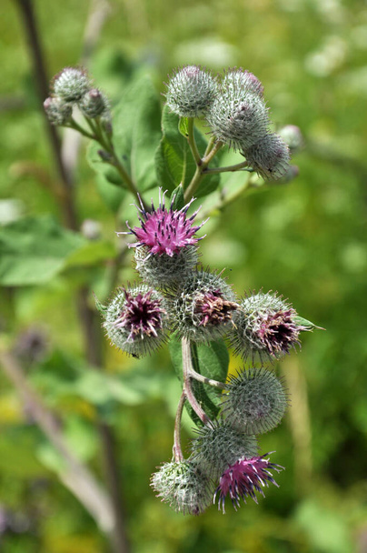 In the wildlife bloom burdock. The plant is used in medicine, nutrition and as a honey plant for beekeeping - Photo, Image
