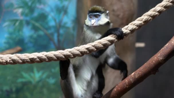 The green monkey stands with one foot on a wooden stick, the other foot on a rope, and looks around, close-up - Séquence, vidéo