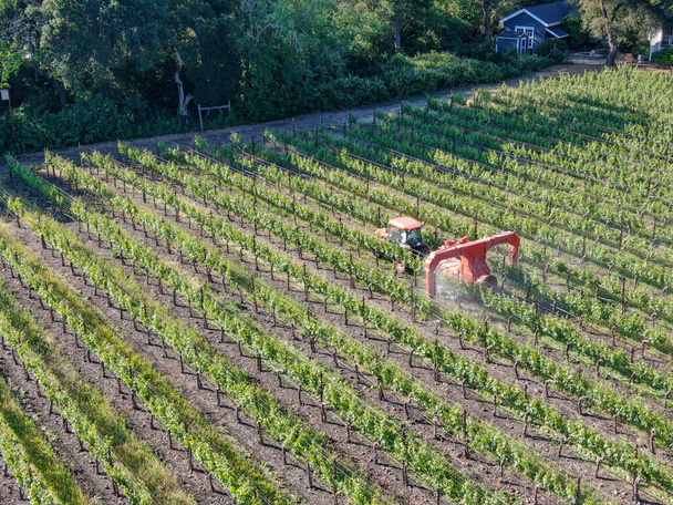 Trekker op het landbouwbedrijf die pesticiden en insecticiden herbiciden over groene wijngaard sproeit. - Foto, afbeelding