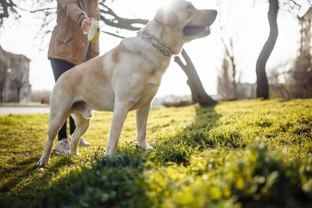 Wesoły labrador retriever pies spacery w parku z właścicielem w słoneczny wiosenny dzień. Młody zabawny pies stoi na zielonej trawie na ziemi. Szczęśliwy pomysł zwierzaka - Zdjęcie, obraz