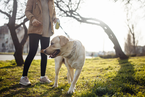 Cheerful labrador retriever dog walks in the park with its owner on a sunny spring day. Young playful dog stands on the green grass on the soil ground. Happy pet concept - Photo, Image