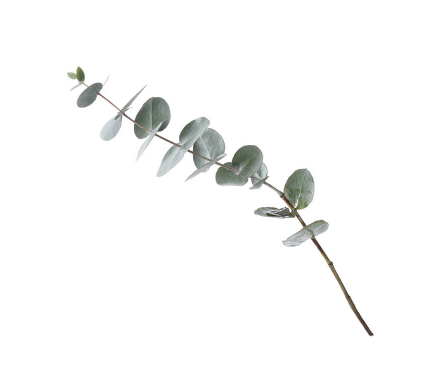 Eucalyptus branch with fresh leaves on white background - Fotó, kép