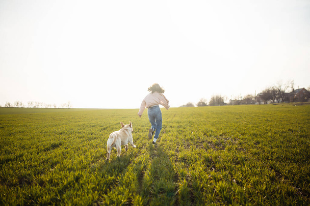 Cheerful labrador retriever dog runs and jumps for the stick in the field with its owner on a sunny spring day. Young playful dog being active on the green grass. Happy pet concept - 写真・画像